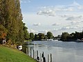 Image 20The lower end of the Staines-upon-Thames reach of the Thames, showing typical trees of the next reach and Penton Hook Island, a small nature reserve. (from Portal:Surrey/Selected pictures)