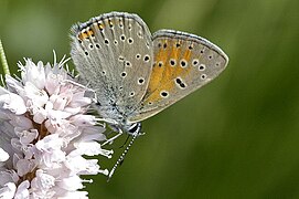 古灰蝶 Lycaena hippothoe