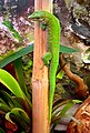 馬達加斯加殘趾虎 Phelsuma madagascariensis