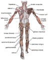 Skeletal muscles, viewed from the back
