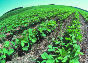 Young soybean plants are being planted in long rows