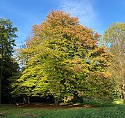 Hainbuche Wilrampark