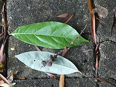 Comparison of upper and lower leaf surfaces