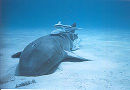 Nurse shark with remoras attending