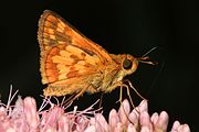 Adult, ventral view of wings.