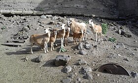 Groupe de Pelibüeys. Le bélier est reconnaissable à sa crinière.