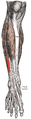Muscles of the front of the leg (fibularis tertius visible at center left).