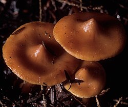 Piporuostejuurekas (Phaeocollybia christinae)