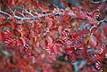 Fall lenga beech leaves