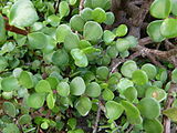 Esemplare di Portulacaria afra.