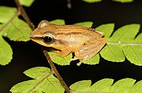 Pseudophilautus tanu