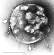 Eocytes may be the most abundant of marine archaea