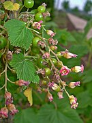 Inflorescence