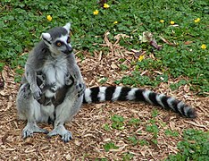 A mother ring-tailed lemur with day-old twins.