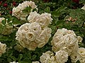 Rose 'Midsummersnow'