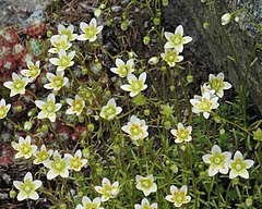 Description de l'image Saxifraga aspera 5 RF.jpg.