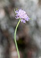 2-Scabiosa columbaria