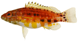 Serranus baldwini