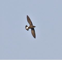 Description de l'image Silver-backedNeedletail.jpg.