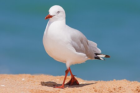 Silver gull, by Fir0002