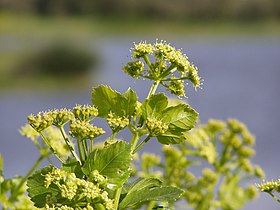 Smyrnium olusatrum