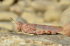 Blauflügelige Sandschrecke (Sphingonotus caerulans), Weibchen