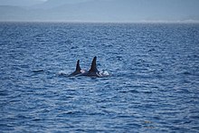 Orca mother Springer A73 surfaces close beside her younger calf Storm A116 in choppy waters off northeast Vancouver Island