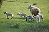 Sheep farm in Wales