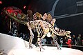 Stegosaurus Skeleton (36329568742).jpg