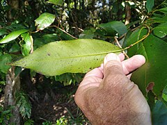 Underside of leaf