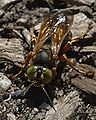 Wasp of the genus Tachytes (family Crabronidae). Thanks to Edward Trammel at BugGuide.net for ID.