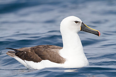 Indian yellow-nosed albatross on water, by JJ Harrison