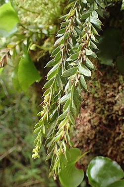 Tmesipteris tannensis