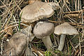 Tricholoma myomyces