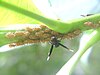 A wasp tends treehoppers