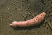 Fat innkeeper worm