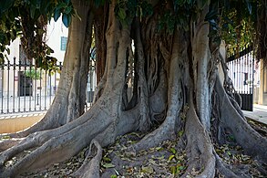 Tronco dell'antico ficus