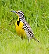 A grey bird with short black streaks and a yellow breast