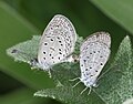 Mating pair