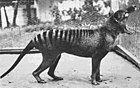 "Benjamin", the last thylacine
