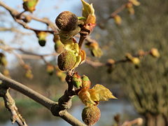 Bourgeons.