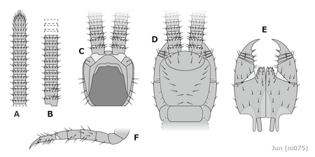 Devonobius delta (body parts) デヴォノビウス・デルタ（各部位）