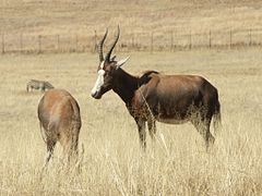 Blesboks au lion parc à Johannesburg