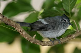 Монарх східний (Trochocercus cyanomelas)