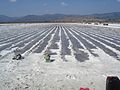 Extraction of the salt in Lesbos