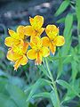 Alstroemeria aurea（Alstroemeria aurantiaca）