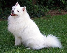 White American Eskimo Dog