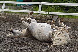 Un cheval blanc se roulant sur le dos.