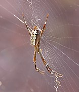 Female, side view