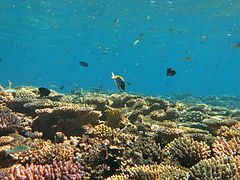 Coral landscape in Voavah.